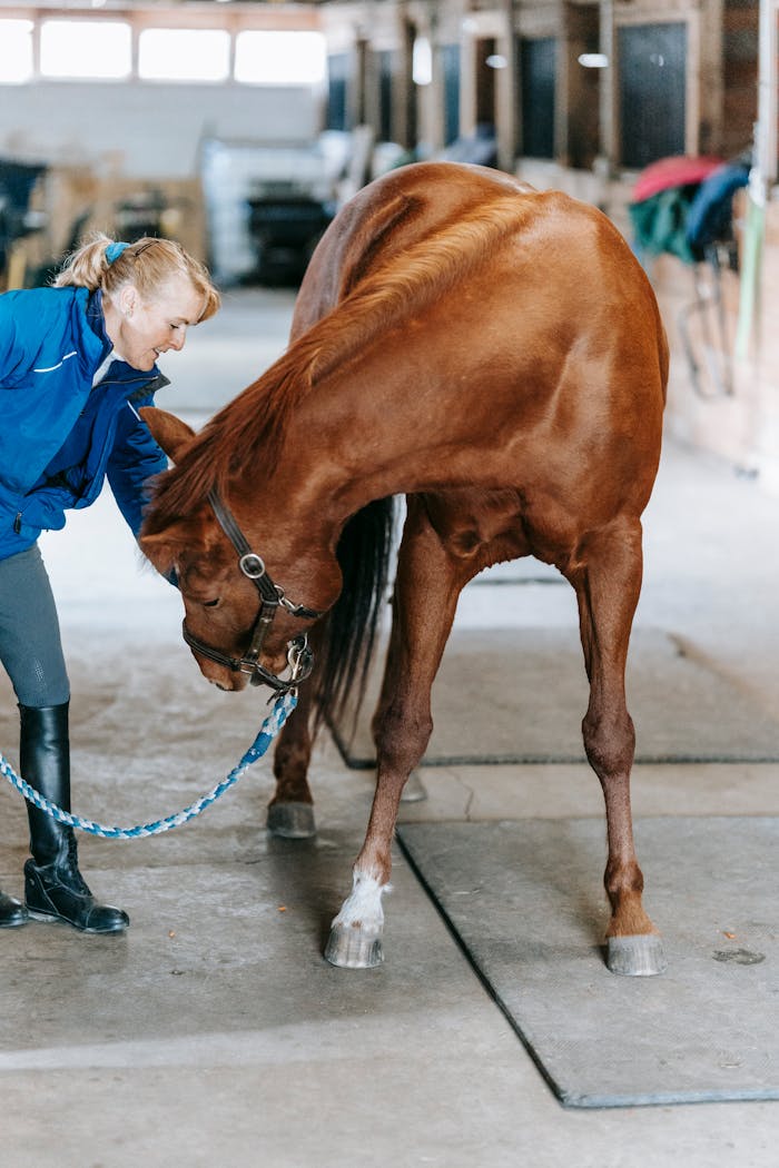 Woman tending to a brown horse inside a stable, showcasing animal care.